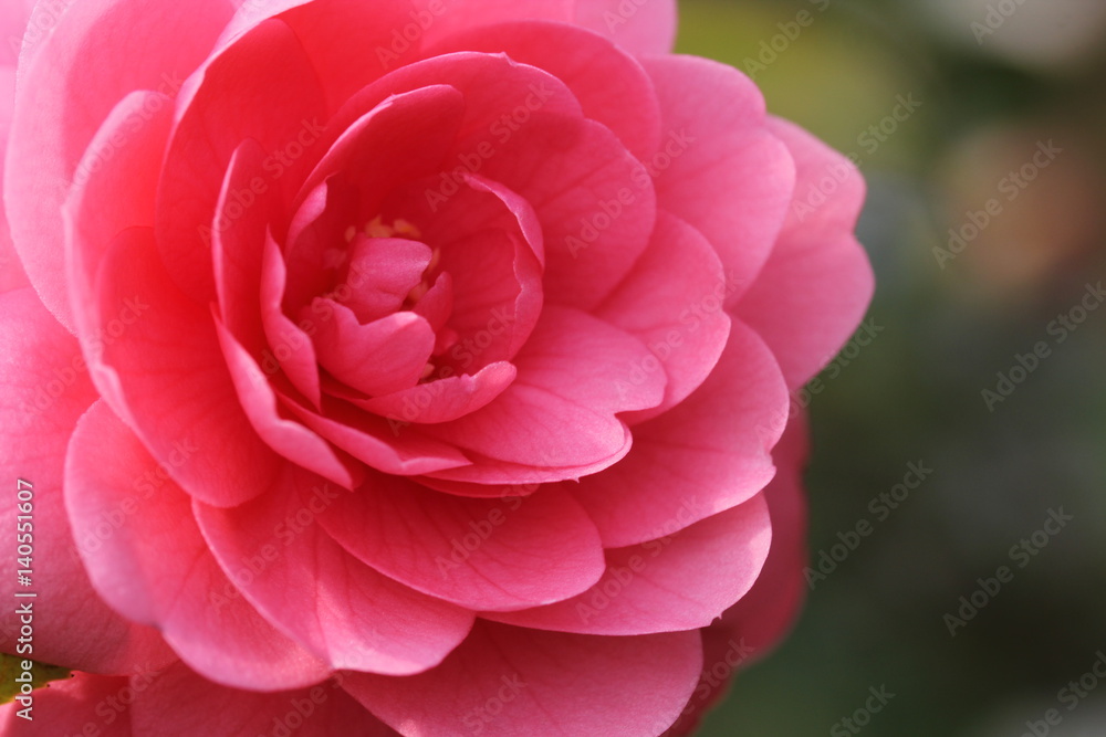 椿の花 椿の花