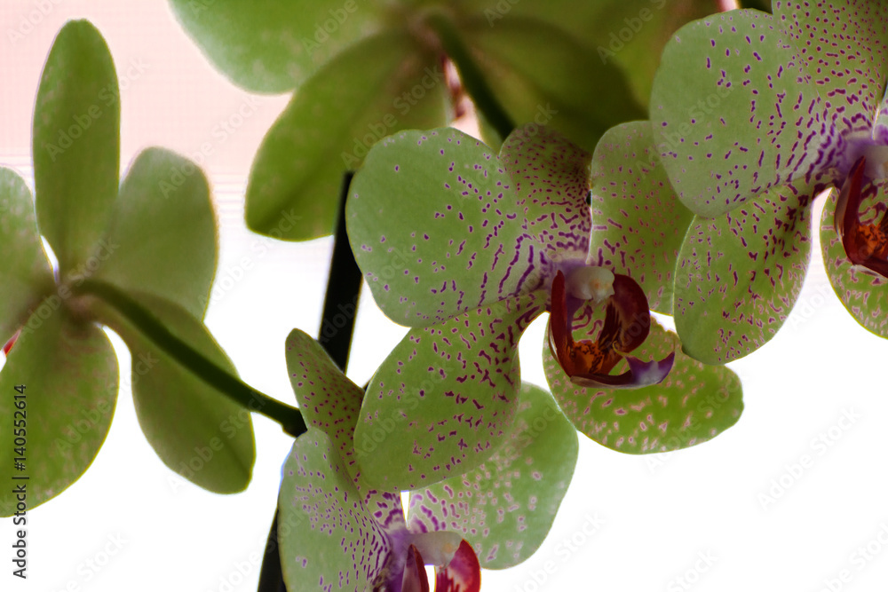 Orchids. Flowers grown in a flowerpot at home. Orchids. Flowers grown in a flowerpot at home.