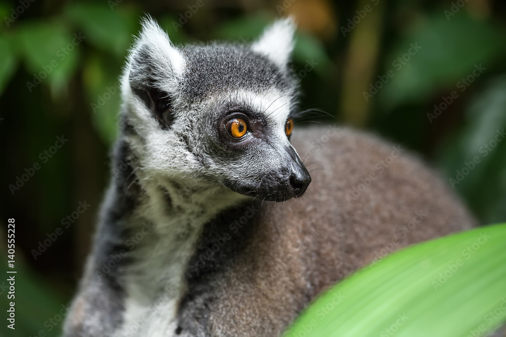 Closeup photo of lemur