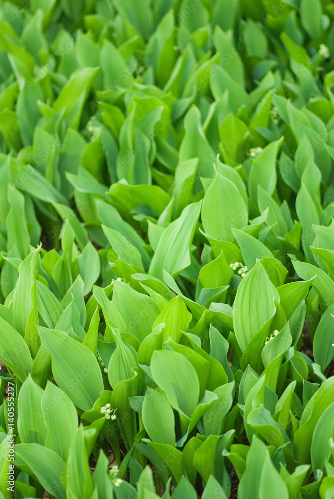 Obraz premium Green leaf carpet