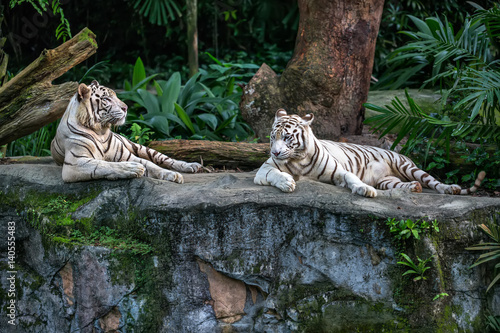 Fototapeta Naklejka Na Ścianę i Meble -  White tigers in zoo