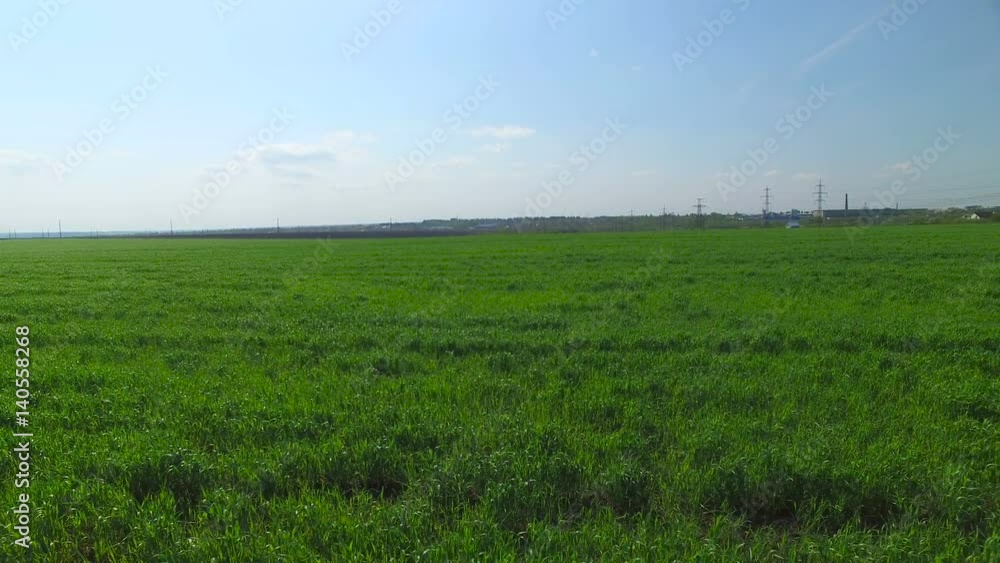 Flying in the field over the green grass grass. Flying over the green wheat. aerial survey Flying in the field over the green grass grass. Flying over the green wheat. aerial survey