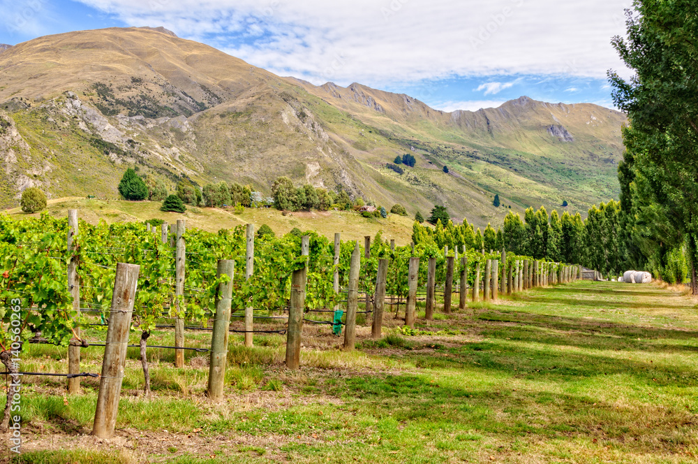 Vineyard between Wanaka and Mount Aspiring on the South Island of New Zealand