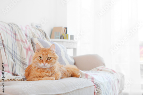 Fluffy red cat lying on sofa