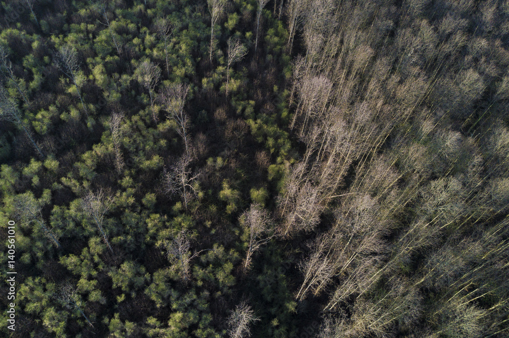 Aerial view of the Italian forest in Rome Aerial view of the Italian forest in Rome