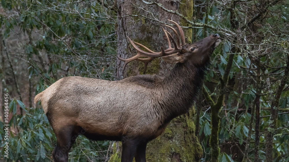 Fototapeta premium Elk eating at Cataloochee Valley, Great Smoky Mountains National Park, North Carolina