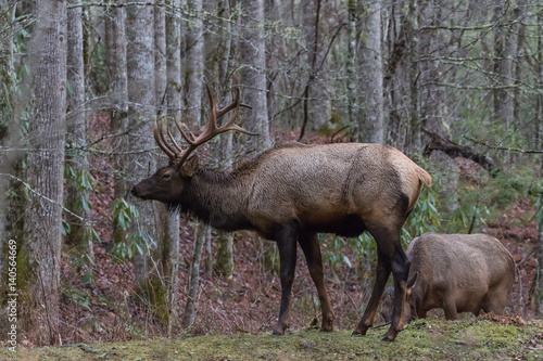 Elks at Cataloochee Valley  Great Smoky Mountains National Park  North Carolina