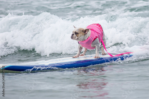 Dog surfing at Surf Dog Helen Woodward surfing competition