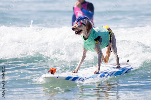 Dogs surfing at Surf Dog Helen Woodward surfing competition © Lance