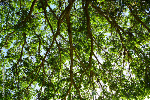 tree top   florian  polis   brazil