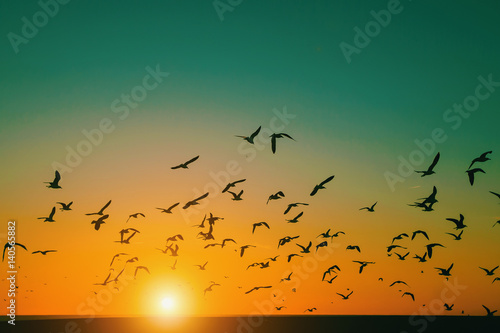 Silhouettes flock of Seagulls over the Sea during sunset. © De Visu
