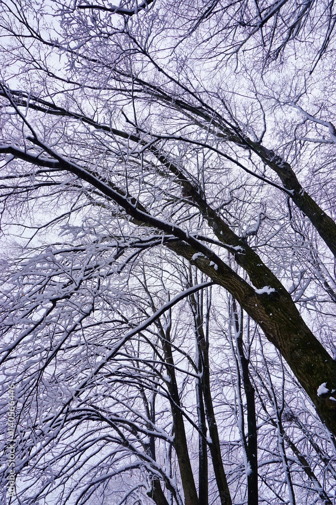 Snow on bare tree branches after a Noreaster blizzard snowstorm Snow on bare tree branches after a Noreaster blizzard snowstorm