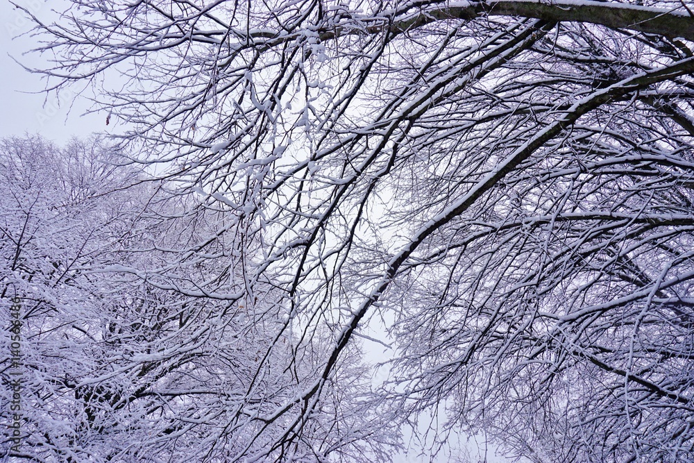 Obraz premium Snow on bare tree branches after a Noreaster blizzard snowstorm