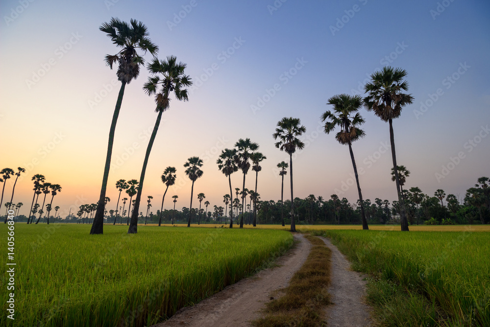 Obraz premium Palm trees on rice field