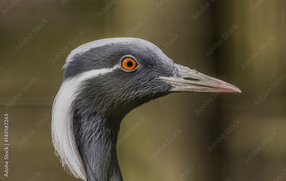 Demoseille crane in spring day in north Bohemia Demoseille crane in spring day in north Bohemia