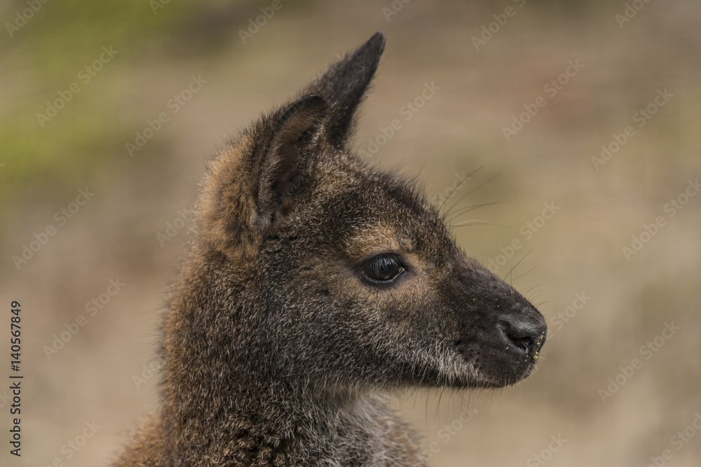 Red-necked wallaby in spring day