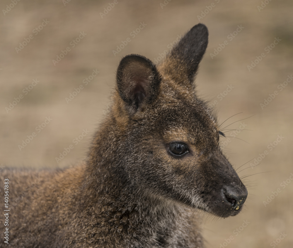 Red-necked wallaby in spring day