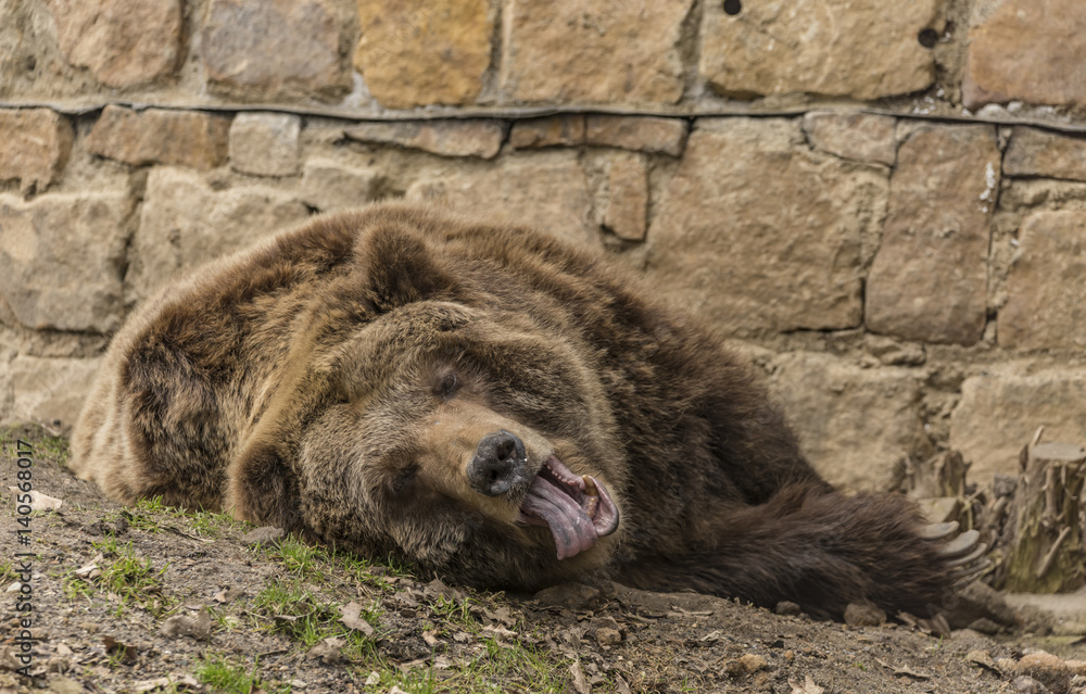 Fototapeta premium Bear grizzly in spring cloudy day