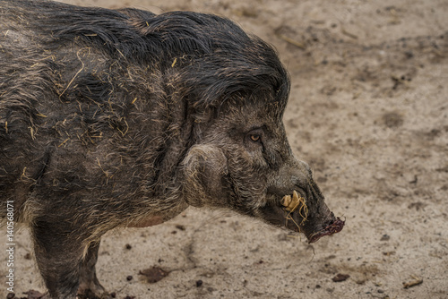 Fotografie Visayan warty pig in spring nice day