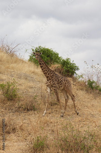 A Lone Male Giraffe in Tanzania