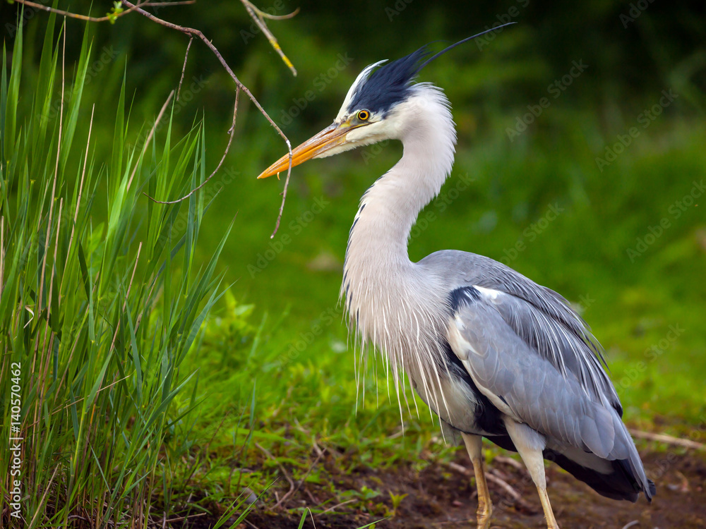 Lovely shot of Heron bird photographed in its natural environment Lovely shot of Heron bird photographed in its natural environment