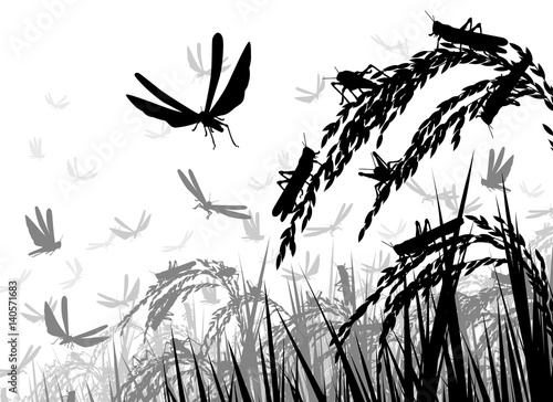 Locusts on rice