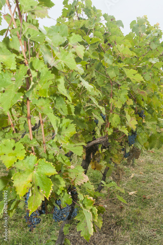 Tsinandali, Georgia: Saperavi grape vines at Schuchmann Estate photo