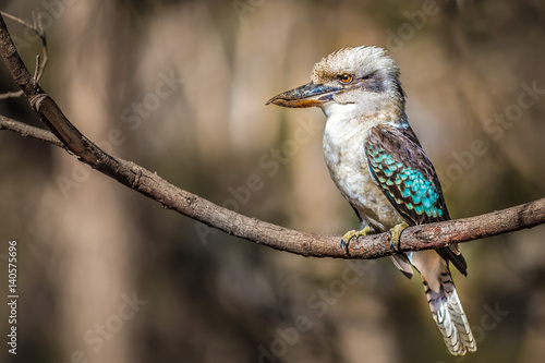 Kookaburra sits in the old gum tree
