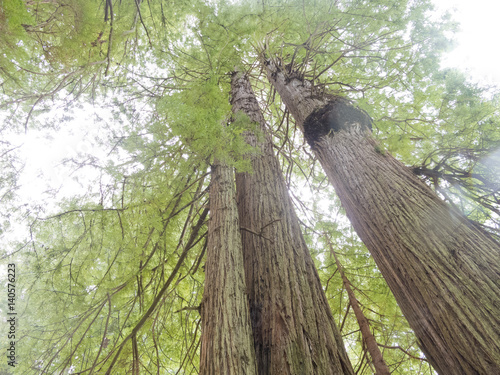 Redwood National and State Parks California CA USA photo