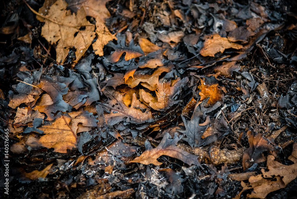 low angle view of burnt leaves, sticks, and ash on ground after controlled burn to restore natural prairie in forest preserves