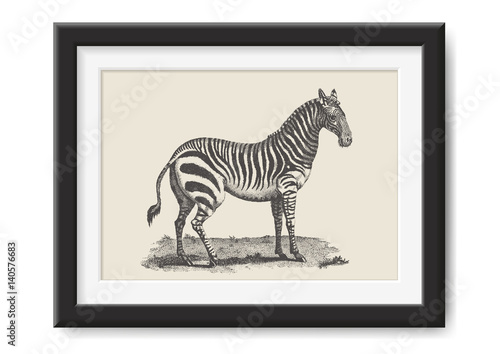 retro vector illustration  vintage drawing of a zebra in a realistic black frame - great adventure   safari themed print or poster  graphic design element 