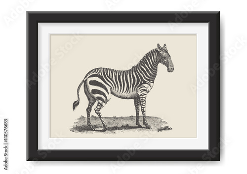 retro vector illustration: vintage drawing of a zebra in a realistic black frame - great adventure / safari themed print or poster, graphic design element 
