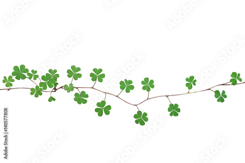 Green leaves with three heart-shaped leaflets resemble a clover in shape of yellow woodsorrel  the creeping plant isolated on white background, clipping path included.