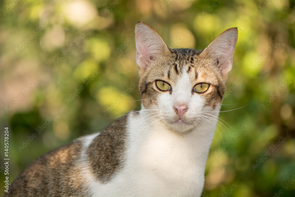 Lovely cat on green background