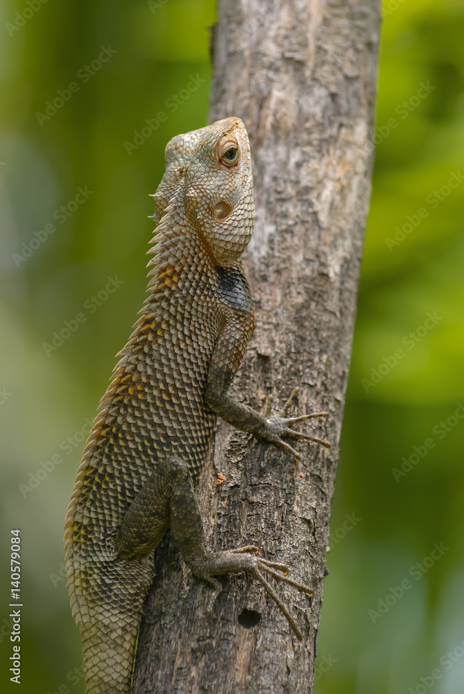 Lizard sitting on a tree stump. Lizard sitting on a tree stump.