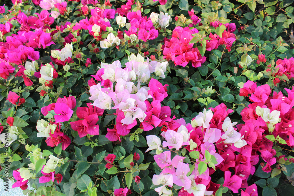 Bougainvillea flowers Bougainvillea flowers