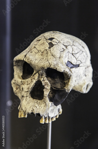 Prehistoric human skulls photo