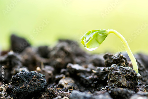 Green sprouts growing out from soil