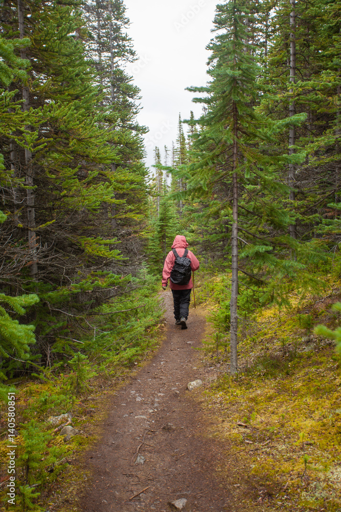 Hiking rainy autumn fall boreal forest taiga trail