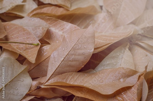 Water drops on green leaf for background. photo