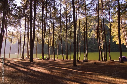 Fototapeta Naklejka Na Ścianę i Meble -  Morning scene in the forest with long shadow