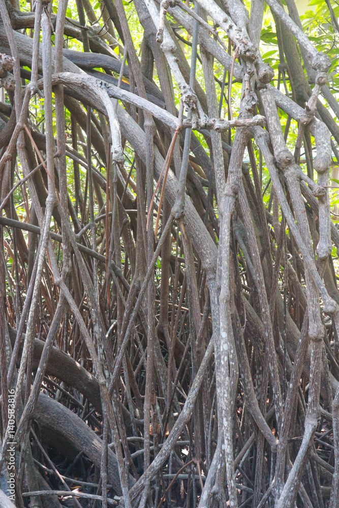 Obraz premium Branch of mangrove tree