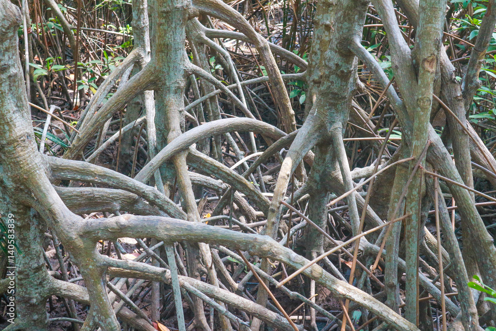 Branch of mangrove tree Branch of mangrove tree