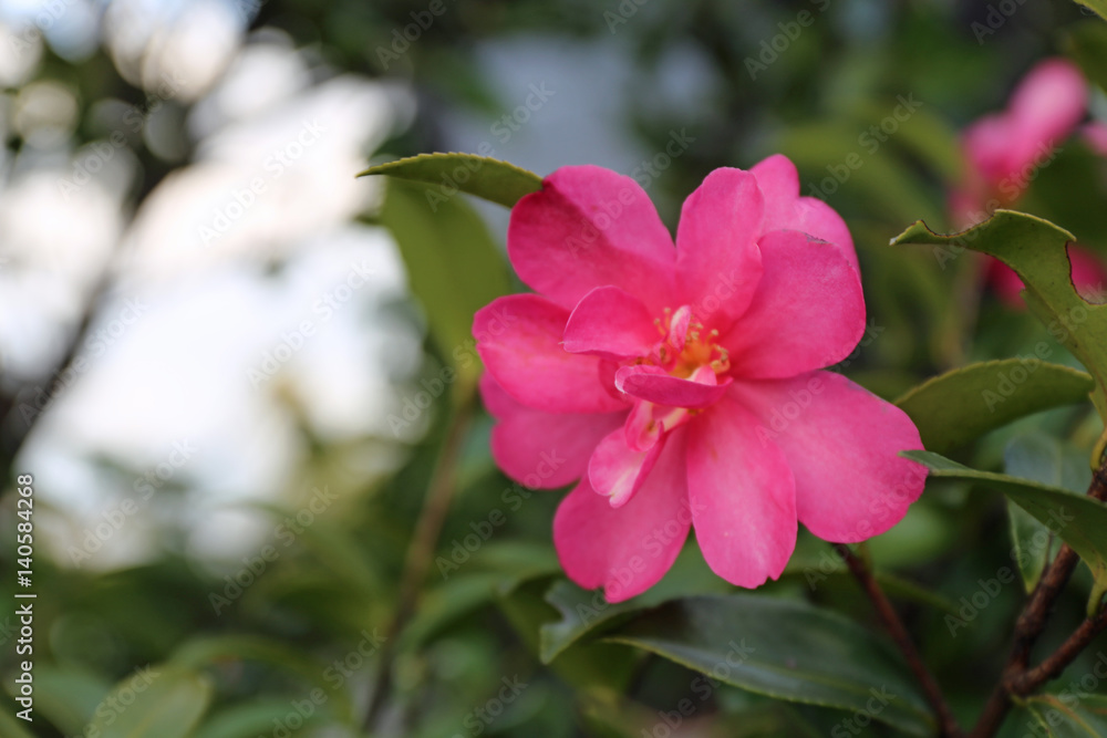 Fototapeta premium 椿の花