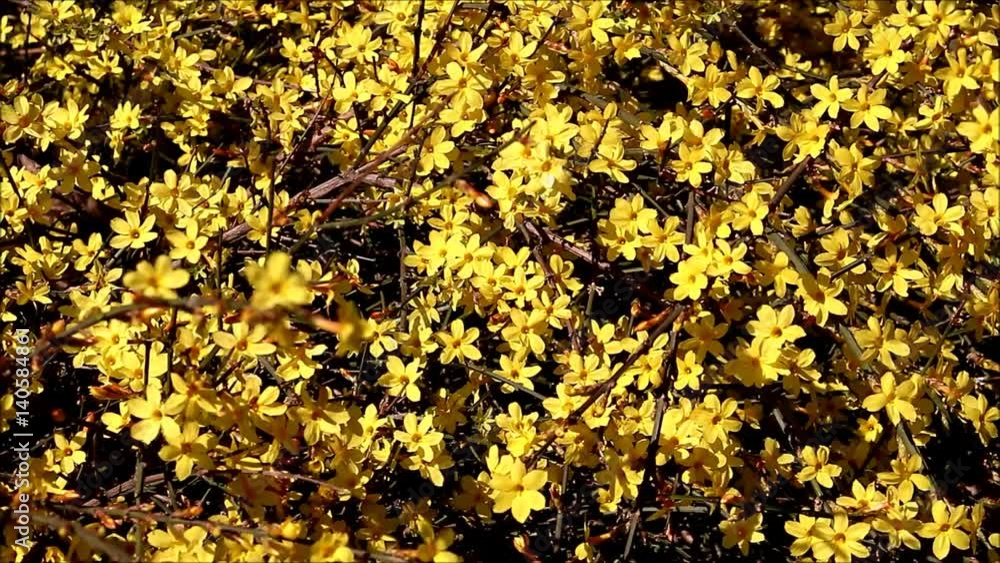 Winter jasmine/early spring image,The herald of spring Winter jasmine/early spring image,The herald of spring
