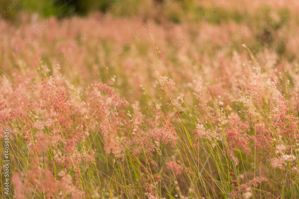 Flower of grass Flower of grass