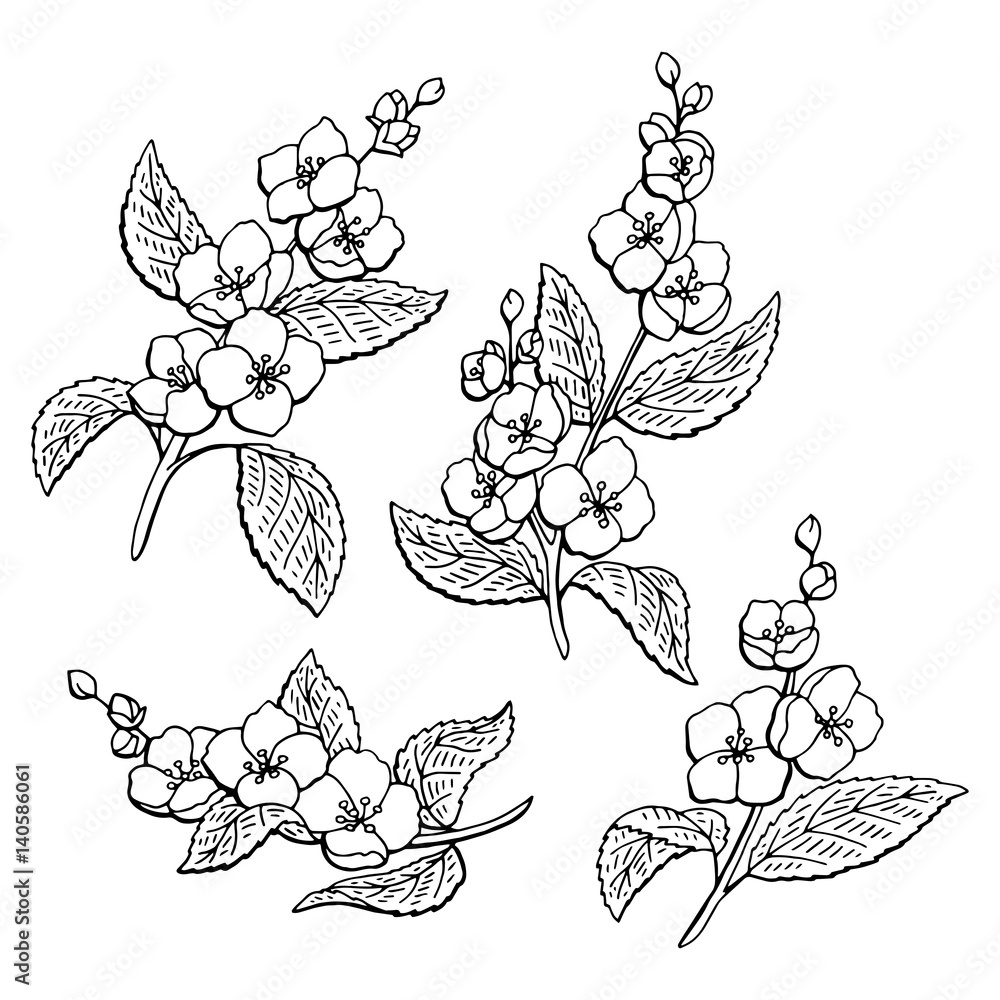 Jasmine flower graphic black white isolated sketch illustration vector