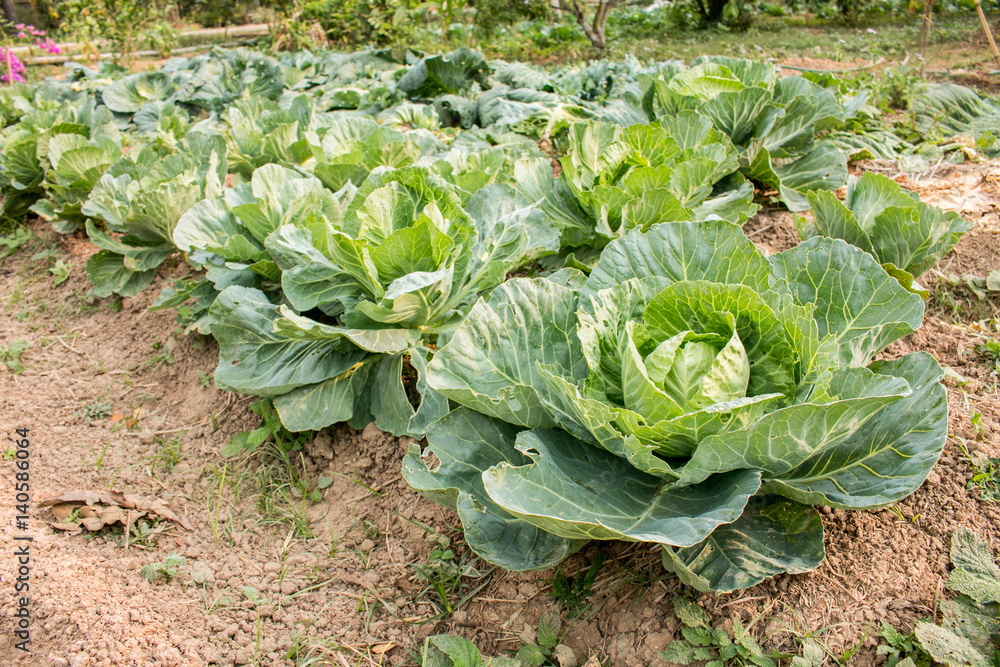 Naklejka premium Fresh green cabbage, organic vegetables in backyard garden