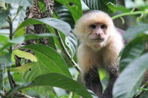 Costa Rican Howler Monkey