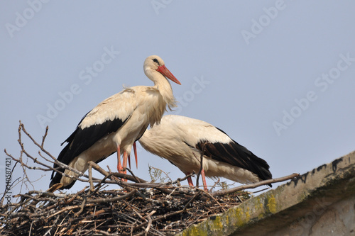 Couple of white storks in nest. Springtime is time for love of storks.